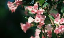 静电鱼2018年双鱼座运势