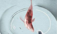 狮子座该小心的财富蛀虫