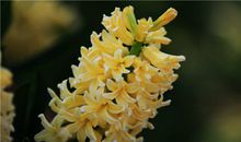 水瓶座的专属植物是什么