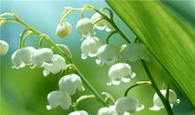 双子座的专属植物是什么