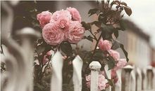 灵运大师12月30日生肖运势