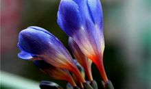 超灵验开运大师生肖周运(6.11-6.17)