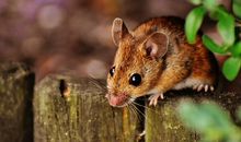 十二生肖鼠的象征意义