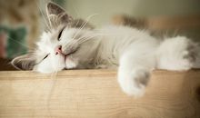 12星座谁会拍老板马屁