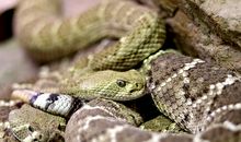 本命年梦见杀蛇好吗