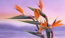 射手座的专属植物是什么