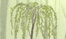 当处女座面临冰桶效应