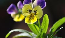 双鱼座的专属植物是什么