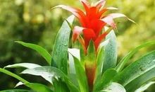 哪个生肖会注重长相