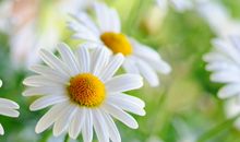 摩羯座的消费行为