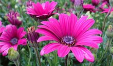 天秤座的专属植物是什么