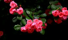 天蝎座的专属植物是什么