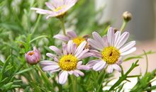 处女座的专属植物是什么