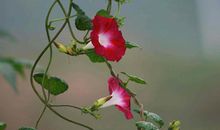 金牛座的专属植物是什么