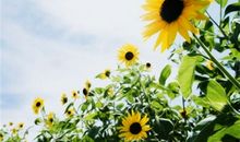 狮子座的专属植物是什么