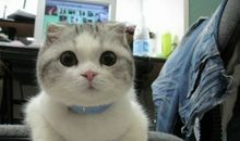 看巨蟹座如何成为万人迷