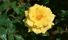 Alex狮子座一周运势（3.5-3.11）