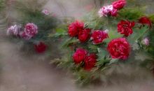 小议韦特式与马赛式的死神