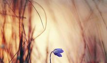 双鱼座：双鱼纵横情场全靠「类苦肉计」