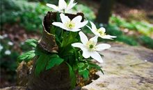 TIM:一周金牛座运势（4.29-5.5）