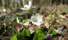 金牛座初夏躲避烂桃花