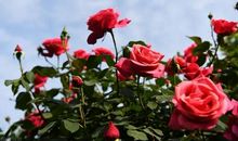 摩羯座选择伴侣时易犯的错误