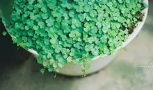 狂月12星座一周运势（2013/07/08—07/14）