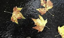 Alex金牛座一周运势（1.22-1.28）