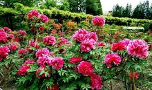 巨蟹座下周运势2013年3月17日—3月23日