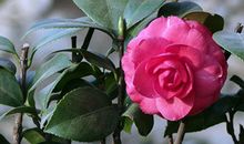 处女座下周运势2013年3月17日—3月23日