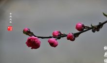 桃花不断的紫微主星