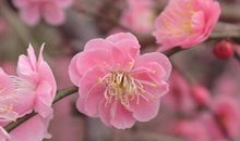 十四主星最适合的旺桃花物品