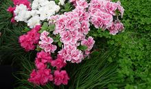 狮子座下周运势2013年3月17日—3月23日