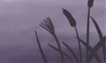 处女座最怕的三件事