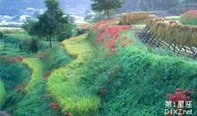 处女座黄金周运势