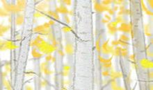 处女座情人节送花手册