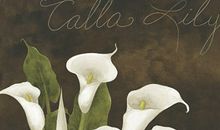 生肖鸡的职业潜能