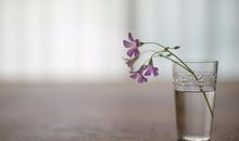 徐墨斋2017年11月生肖猴运势