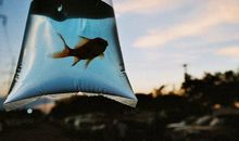 本周星座运势及改运方法2013.2.3-2013.2.9