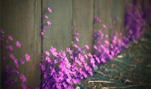 徐墨斋2017年11月生肖龙运势