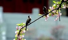 你不了解的八字神煞