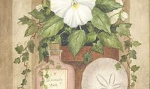 生肖猴的职业潜能