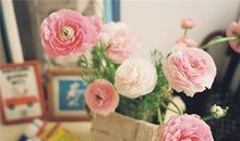 徐墨斋2017年11月生肖狗运势