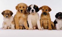 占星学解析宠物