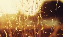 Annemilk占星2015年1月星座运势