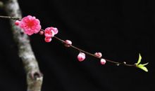 盘点容易遇上桃花劫的主星