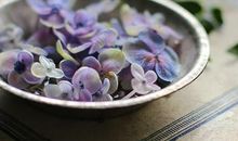 海百合本周星座运势（2012年5月17—23日）