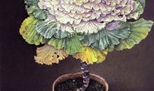 水瓶座本周运势1月27日-2月2日