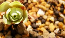 小乖麻2015年2月天蝎座运势