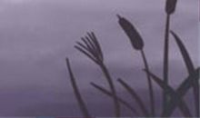 金牛座最怕的三件事